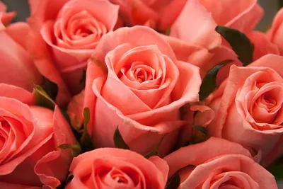 Уникальное изображение Анны Карины розы