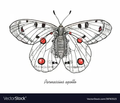 Изображение Аполлона бабочки в формате PNG с прозрачным фоном