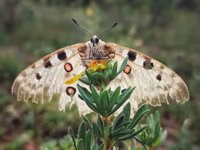 Фотография Аполлона бабочки в формате PNG с мягкими тонами