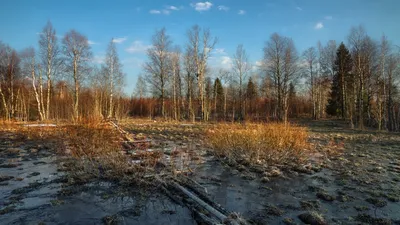 Фон весеннего настроения: лучшие изображения для рабочего стола