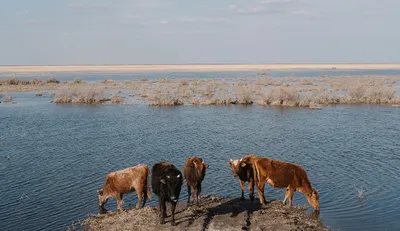 Фото восстановления Аральского моря: надежда на возрождение