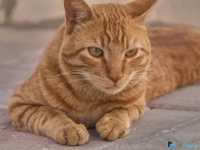 Фото аравийских мау для дизайнеров и любителей кошек