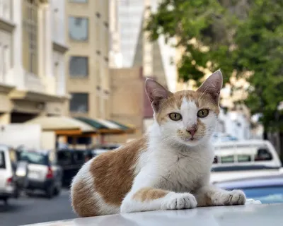 Фото аравийских мау для коллекционеров кошек