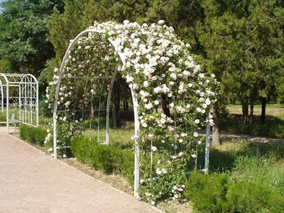 Фотка арки для роз: идеальное место для церемонии