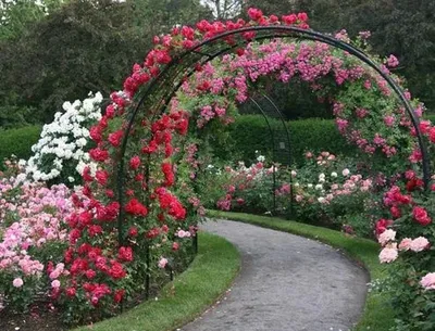 Изображение арки для роз: садовый уголок красоты