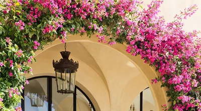 Фотка арки для роз: привнесите романтику в сад