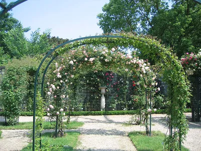 Фотография арки из роз: гармония цветов и форм