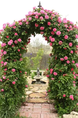 Изображение арки для роз: идеальное место для свадебной фотосъемки