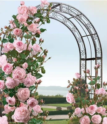 Яркие арки для плетистых роз в деталях