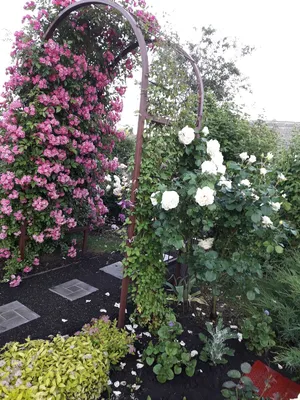 Фотографии арок для плетистых роз – вдохновение для вашего сада