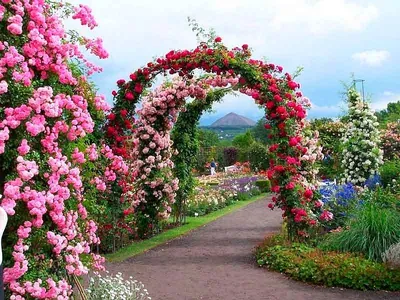 Арки для плетистых роз – идеальное решение для садов в формате webp