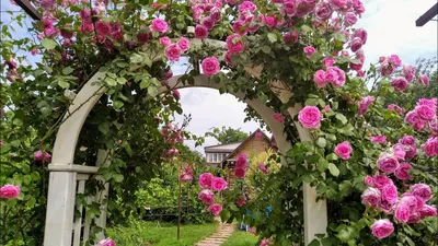 Картинка арок для плетистых роз в формате webp для вдохновения
