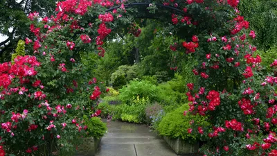 Фото арок для плетистых роз в формате png для вашей садовой композиции