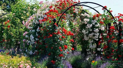 Арки для плетистых роз: добавьте шарма в свой сад