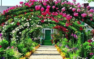 Фото арок для плетистых роз в формате png для вашего сада