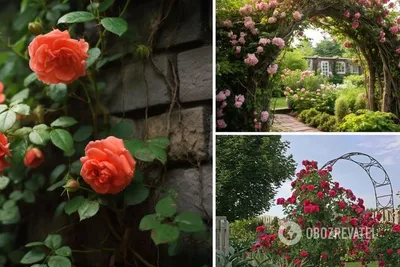 Изысканные изображения арок для плетистых роз в формате webp