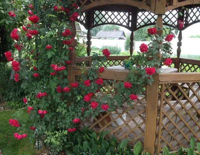 Фотография арок для плетистых роз: выберите формат, исходя из ваших предпочтений