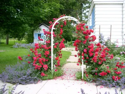 Фотография арок для плетистых роз: выберите свой фаворит