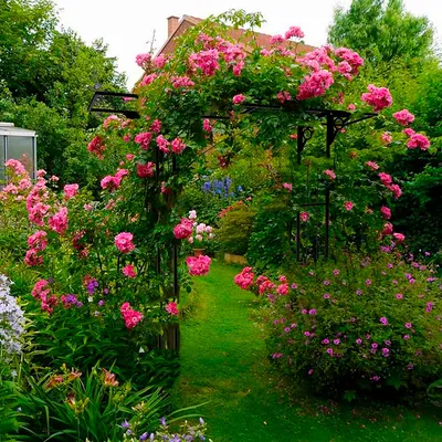 Картинка арок для плетистых роз в восхитительных оттенках