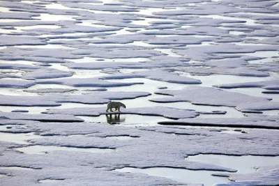 Фотографии Арктической пустыни: величие и загадочность