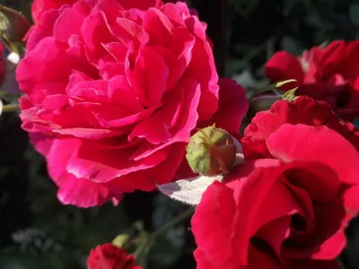 Уникальная арочная роза: скачайте картинку в формате jpg