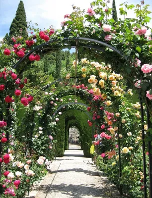 Фото арочной розы: выберите размер и формат для скачивания