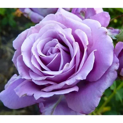 Изумительная арочная роза: выберите формат изображения
