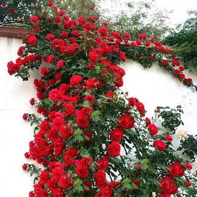 Завораживающая арочная роза: выберите размер