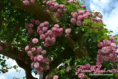 Красивое фото арочной розы: доступные форматы png, webp