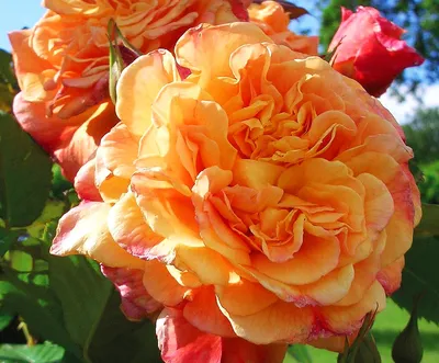 Фотография арочной розы: выберите формат jpg, png, webp