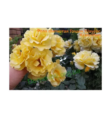 Изумительная арочная роза: скачайте изображение в формате png