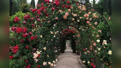 Фото арочной розы: выберите формат и размер
