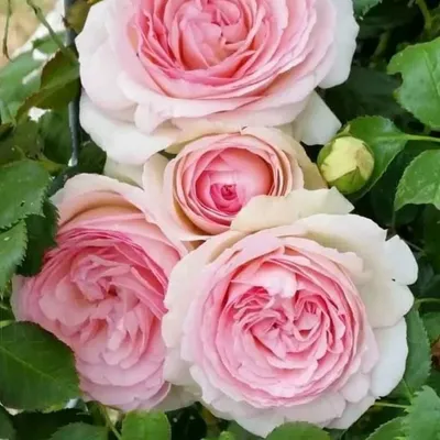 Арочная роза в формате webp: выберите желаемый размер изображения