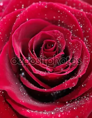 Фото арочной розы: насладитесь качеством в формате jpg