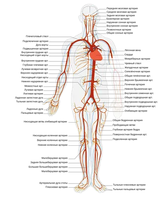 Артерии человека: Изумительные изображения в высоком разрешении
