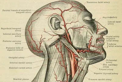 Фотографии артерий человека: Отличное качество изображений