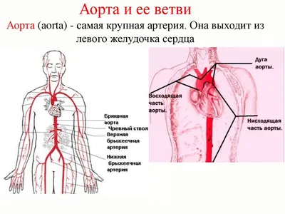 Артерии человека: Выбирайте размер и формат