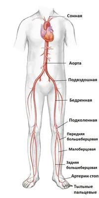 Человеческие артерии: Отличные снимки для скачивания