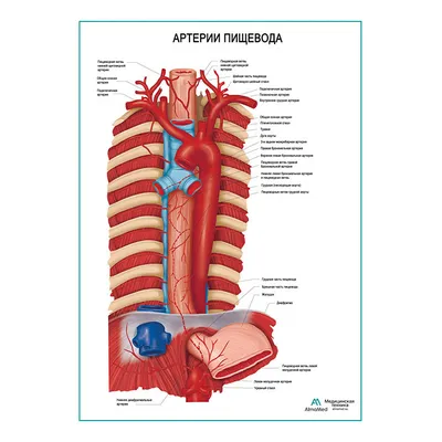 Артерии человека: Фото в различных форматах