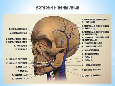 Фотографии артерий: JPG, PNG, WebP для скачивания