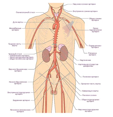 Фото артерий человека: Оптимизированные для скачивания