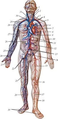 Артерии человека фотографии