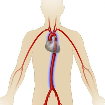 Изображения артерий высокого качества для загрузки