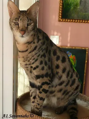 Картинка Ашеры: кошка на фоне заката
