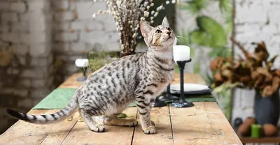 Уникальные изображения кошки Ашер для скачивания