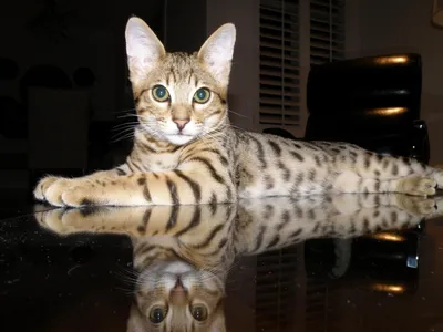 Кошачья грация: лучшие фото Ашеры для скачивания