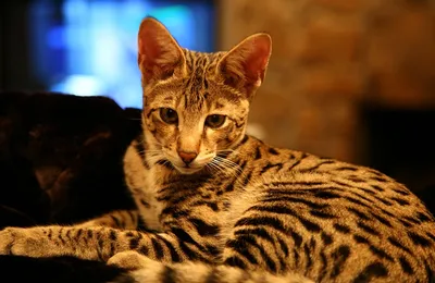 Кошка-модель: 20 фото Ашеры в разных позах