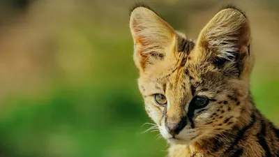 Удивительные фото кошки Ашера, которые вы должны увидеть