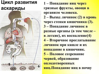 17. Очарование под микроскопом: уникальные изображения аскарид