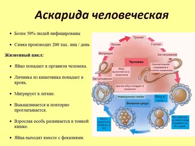 25. Исследование аскарид: фотографии в HD для скачивания